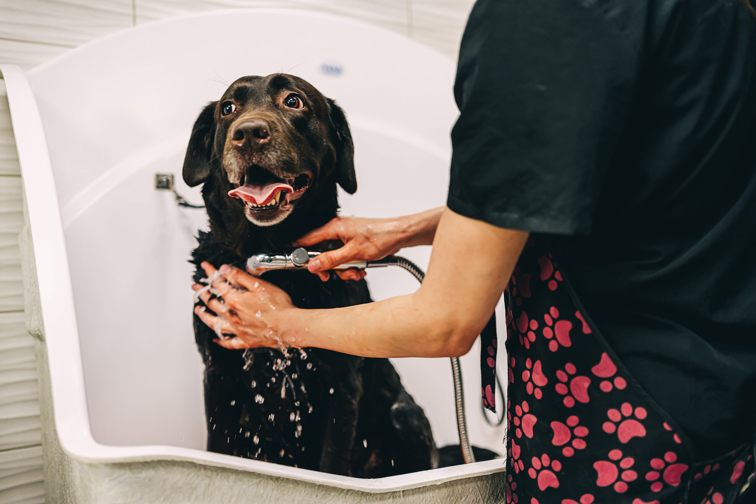 dog-bathing