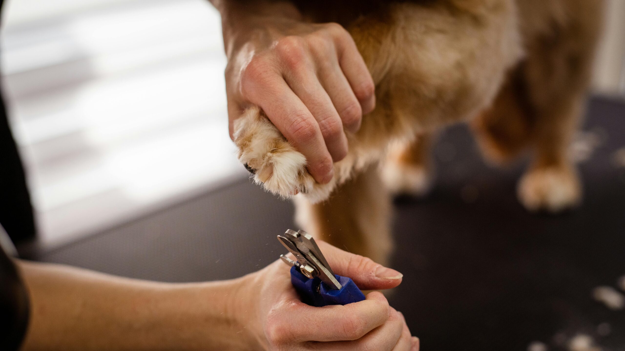 dog- nail- buffing