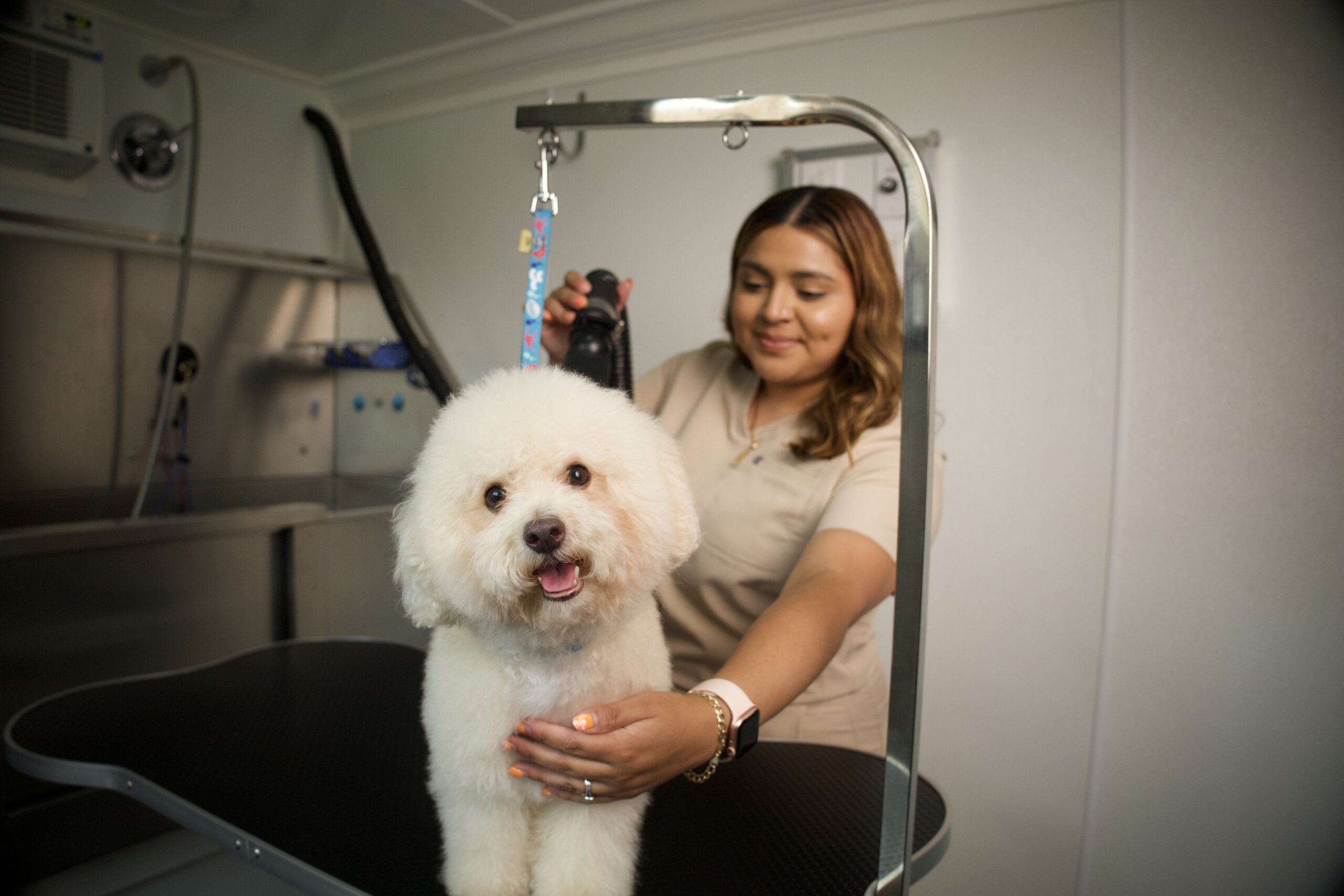 Dog Groomer Drying Dog